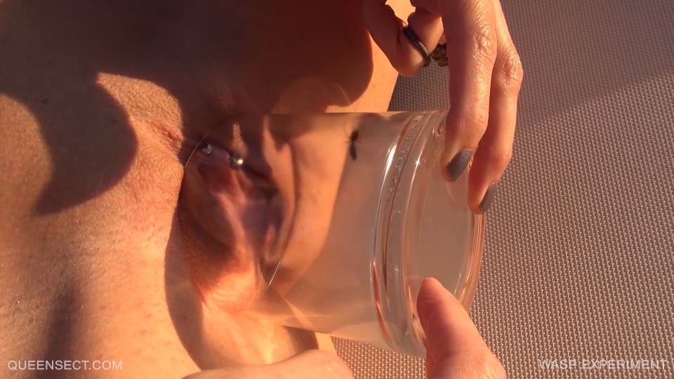 avispa Queensect – WASP EXPERIMENT 2017 15 de septiembre avispa