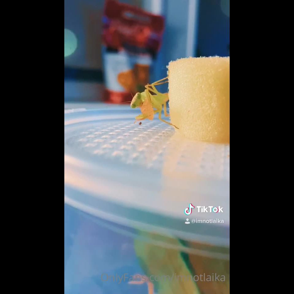 LAIKA - imnotlaika () Imnotlaika - butterbean was enjoying some fresh watermelon last night its so insane to see insects 09-05-2020