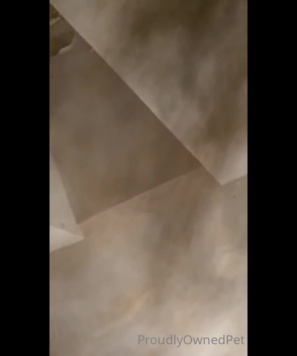 PSICHOTHERILLERSFILMS - Ashley Lanedeproudlywrightedpet-08-08-2021 (2)