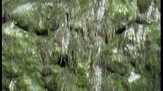 Galitsin News 004   Forest Nymphs  (mp4)