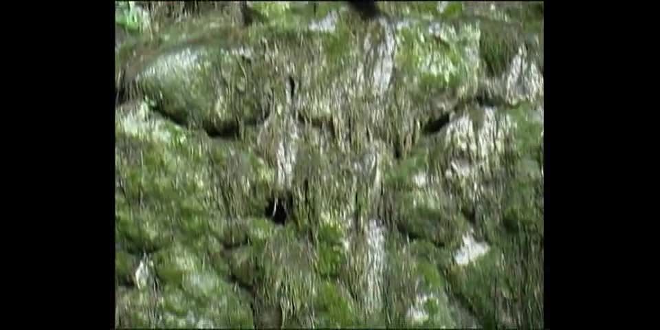 Galitsin News 004   Forest Nymphs  (mp4)