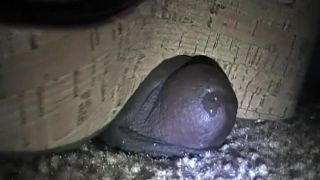 xxx video clip 42 fat girl fetish MS. FOXXY – NEW SANDAL CRUSH – EBONY COCK CRUSHING UNDER HEELS, femdom on fetish porn