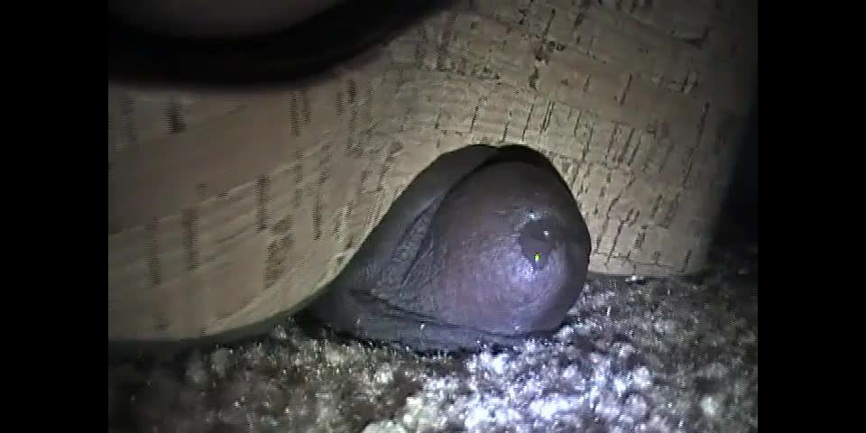 xxx video clip 42 fat girl fetish MS. FOXXY – NEW SANDAL CRUSH – EBONY COCK CRUSHING UNDER HEELS, femdom on fetish porn