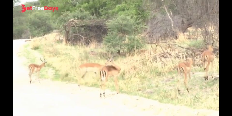 368 YDNAD Kingdom Of Wild VOL.2 Ai Uehara