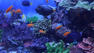 [ATKGirlfriends] Serena Hill Norcal 7 [08.03.24] [1080p]