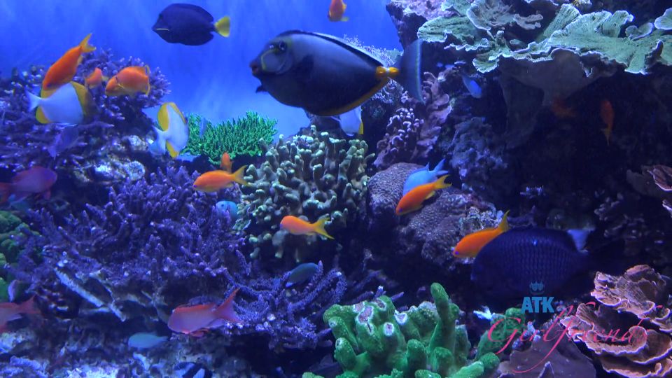 [ATKGirlfriends] Serena Hill Norcal 7 [08.03.24] [1080p]