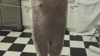 Sir B's Willing Victim Nyssa Nevers 2 Download New Porn V...