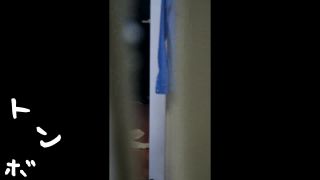 clip 32 kt-joker tom021_00 【美女達の私生活に潜入】リアル盗撮　北欧留学生一人暮らし部屋ヌード on japanese porn 