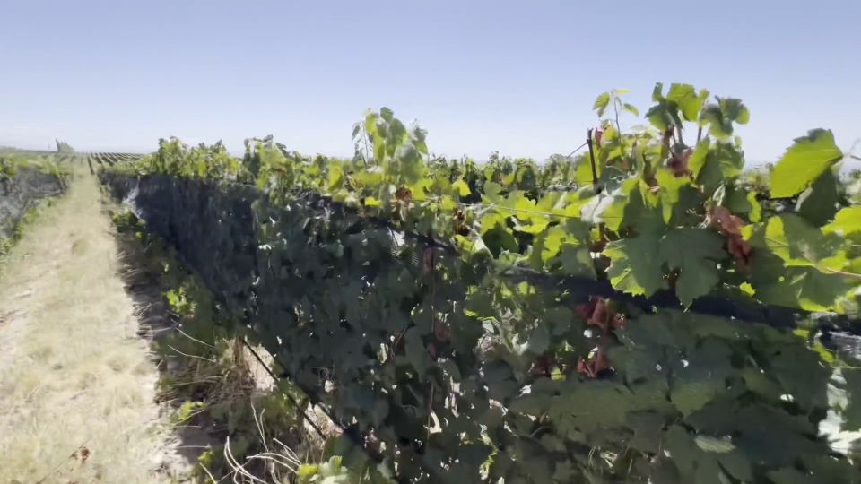 [K2S.CLUB] Lana Myers - Stepsis Got Too Horny in Public Vineyard – We Got Caught but She Kept Riding - Lana Myers - FullHD 1080P