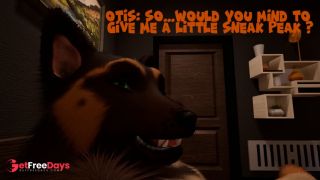 Midnight Paws and Purrs Wild Life