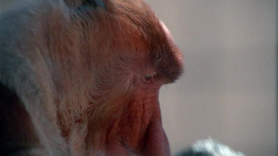 porn video 22 chubby hardcore Jungle Blue (HDRip), fetish on femdom porn