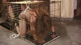 [GetFreeDays.com] Belladonna Violence - Bondage a Go 3 bdsm test.org