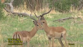 Wild Kingdom 2 African Aboriginals (Amateur porn) Uehara Ai