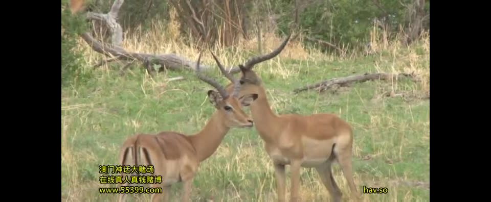 Wild Kingdom 2 African Aboriginals (Amateur porn) Uehara Ai