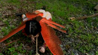 Just a Little Anal Bug in the Grass - BDSM