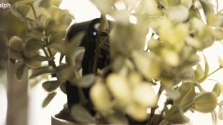 WreccItRalph – Petite Slut Wife Got Caught On Home Camera Cheating On Her Husband With Bbc – XvideosRED.