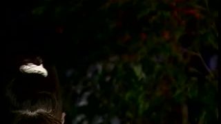 video 33 Nineteen Video Magazine #1, Scene 2 - teen - teen 