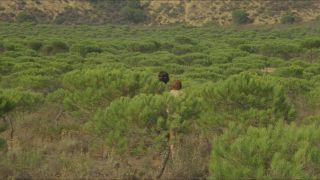 online video 15 vintage  erotic movies  