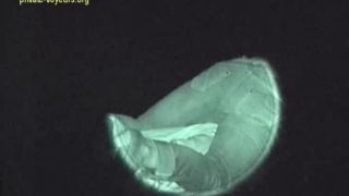 online video 46 film_036 on public 