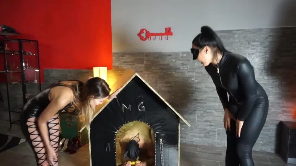 Perro castración Sexo clip vídeo porno Descargar Mp4