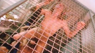 7230 Hotel Pour Jeunes Filles 1980 Retro, Vintage, Classic