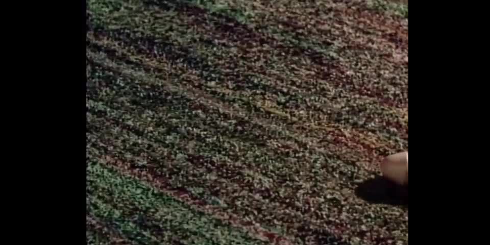 Cruceros adolescentes (1977) - (Vintage)