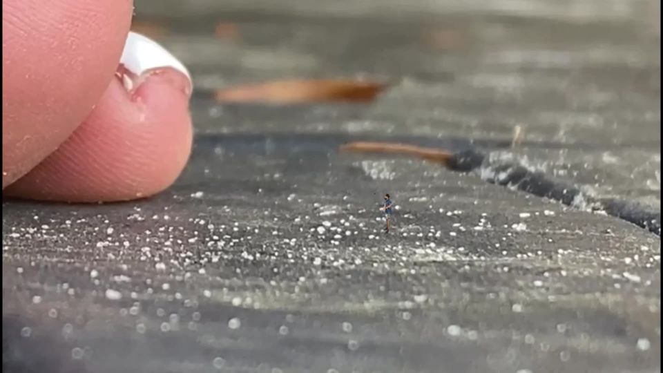 adult video 37 Worldunseenfilms – Micro Cutting Room Floor 2 | giantess video | fetish porn amber deluca femdom