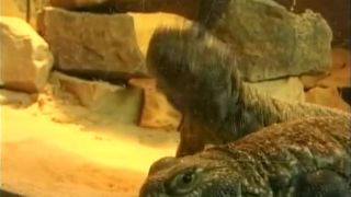 teen anal casting kink bdsm brunette | Der Monsterfick | outdoors | brunette bdsm cock slaves handjob video | tit fucking, brunette on cumshot