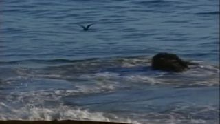 [Pornstar] StacyValentine-Collection LA Lust